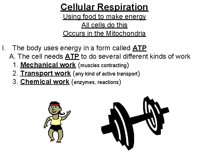 Cellular Respiration Using food to make energy All cells do this Occurs in the