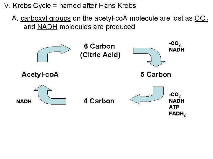 IV. Krebs Cycle = named after Hans Krebs A. carboxyl groups on the acetyl-co.