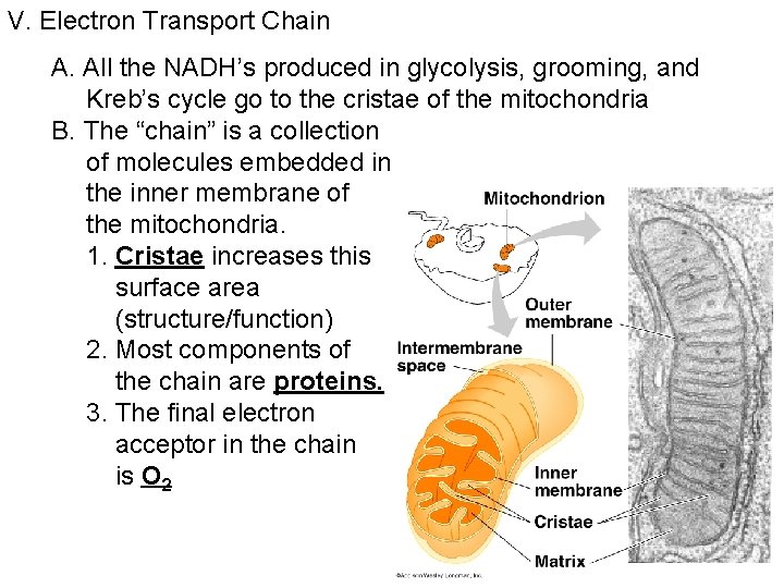 V. Electron Transport Chain A. All the NADH’s produced in glycolysis, grooming, and Kreb’s V. Electron Transport Chain A. All the NADH’s produced in glycolysis, grooming, and Kreb’s
