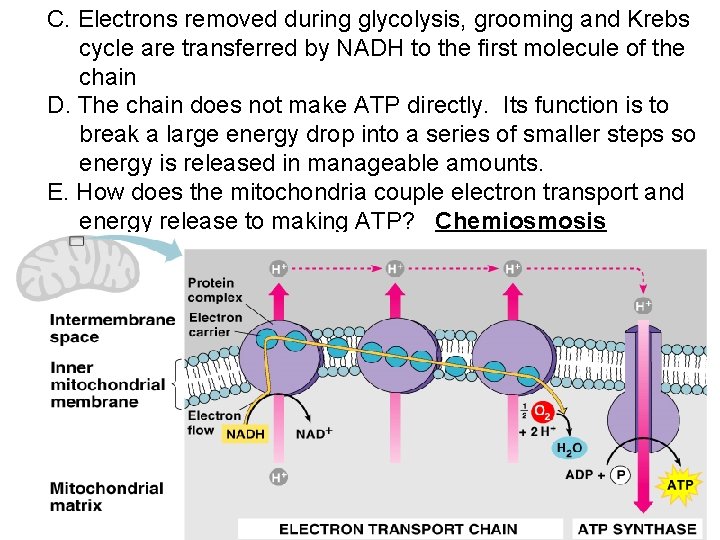 C. Electrons removed during glycolysis, grooming and Krebs cycle are transferred by NADH to C. Electrons removed during glycolysis, grooming and Krebs cycle are transferred by NADH to