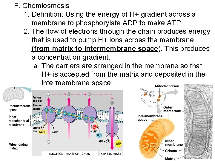 F. Chemiosmosis 1. Definition: Using the energy of H+ gradient across a membrane to