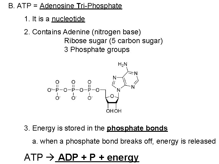 B. ATP = Adenosine Tri-Phosphate 1. It is a nucleotide 2. Contains Adenine (nitrogen