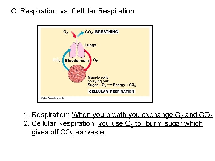 C. Respiration vs. Cellular Respiration 1. Respiration: When you breath you exchange O 2 C. Respiration vs. Cellular Respiration 1. Respiration: When you breath you exchange O 2