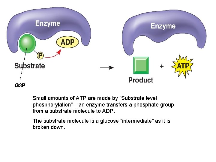 G 3 P Small amounts of ATP are made by “Substrate level phosphorylation” –