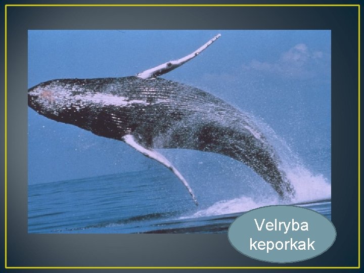 Velryba keporkak 