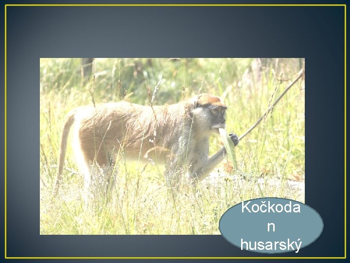 Kočkoda n husarský 