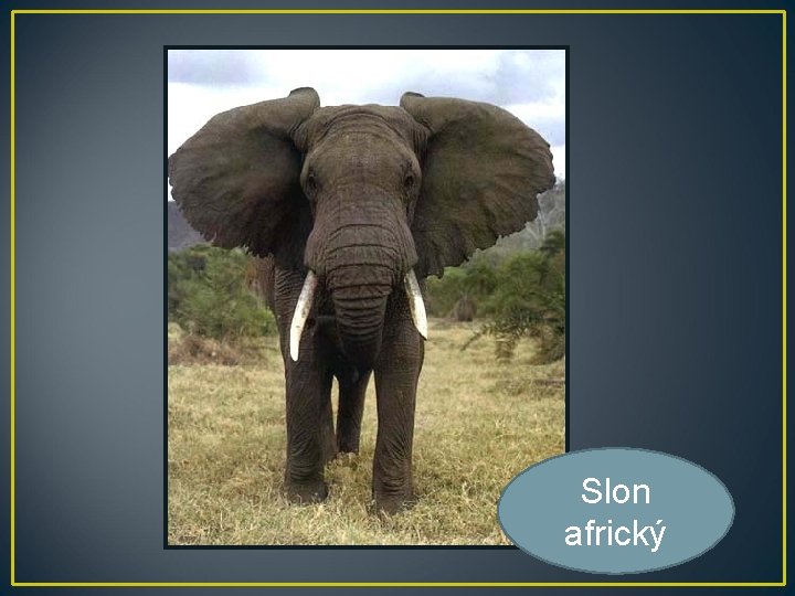 Slon africký 