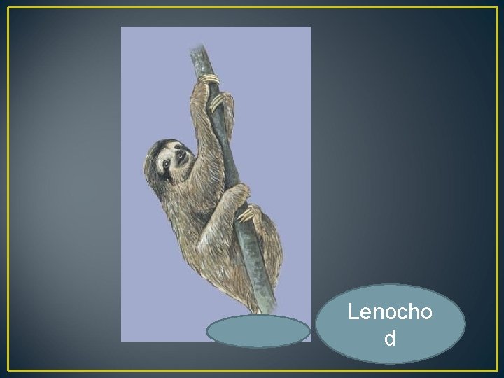 Lenocho d 