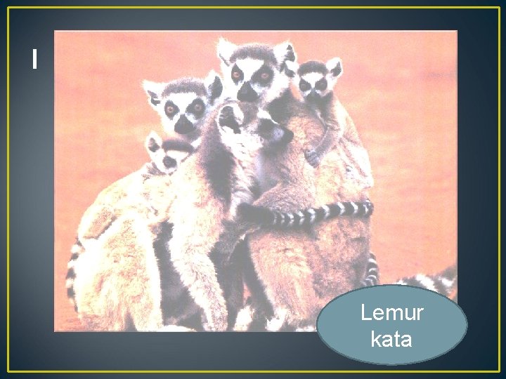 l Lemur kata 