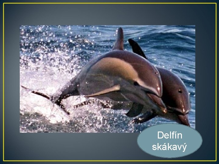 Delfín skákavý 