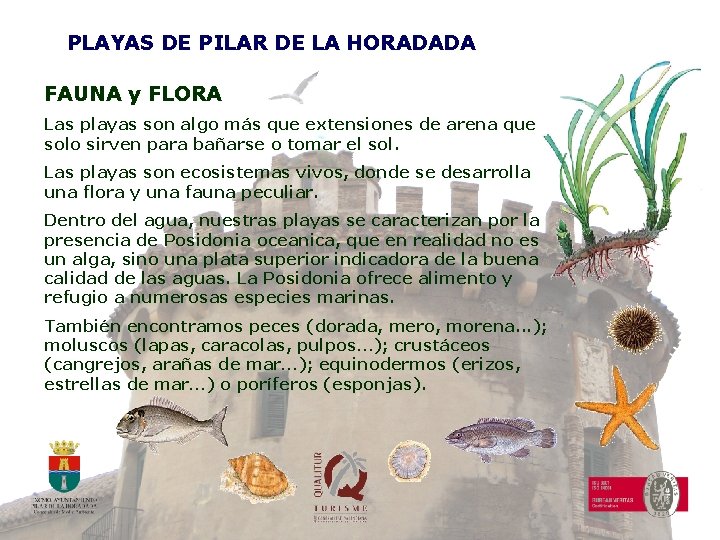 PLAYAS DE PILAR DE LA HORADADA FAUNA y FLORA Las playas son algo más