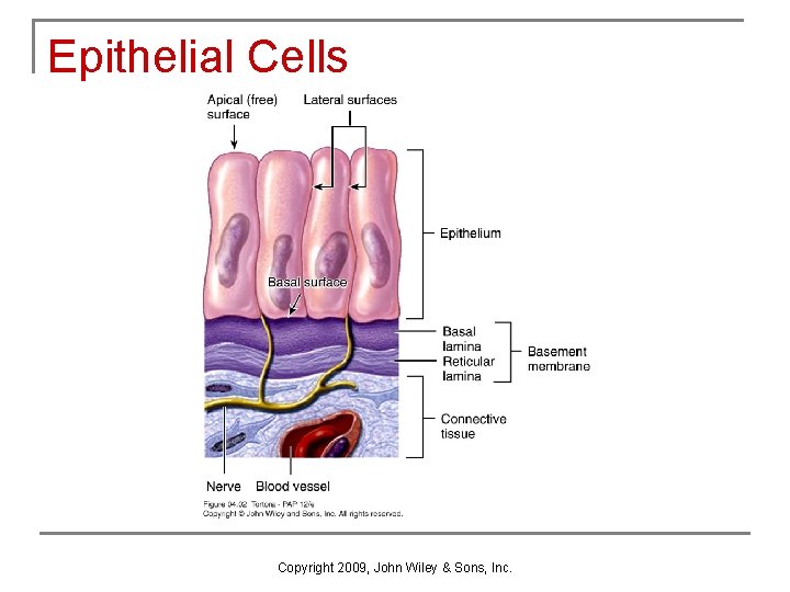Epithelial Cells Copyright 2009, John Wiley & Sons, Inc. 