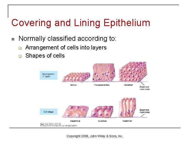 Covering and Lining Epithelium n Normally classified according to: q q Arrangement of cells
