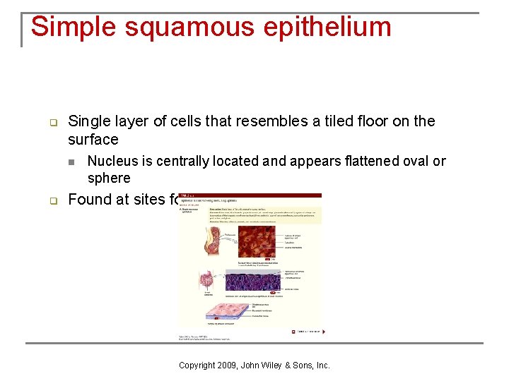 Simple squamous epithelium q Single layer of cells that resembles a tiled floor on