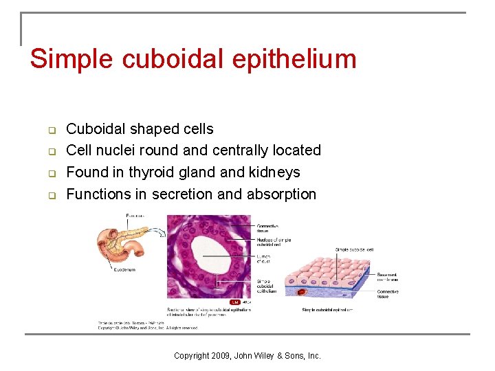 Simple cuboidal epithelium q q Cuboidal shaped cells Cell nuclei round and centrally located