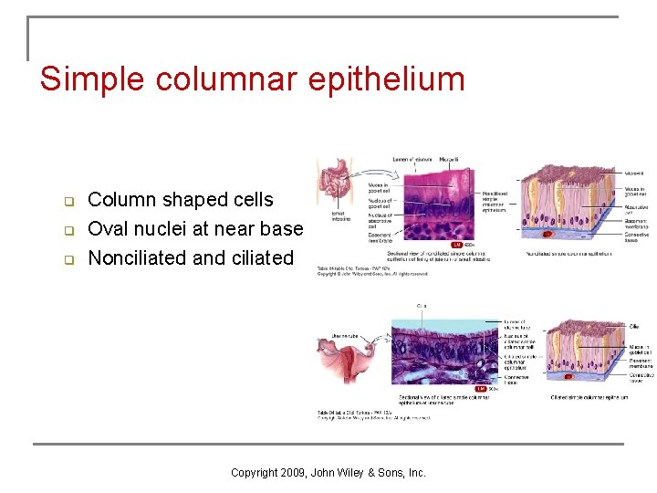 Simple columnar epithelium q q q Column shaped cells Oval nuclei at near base