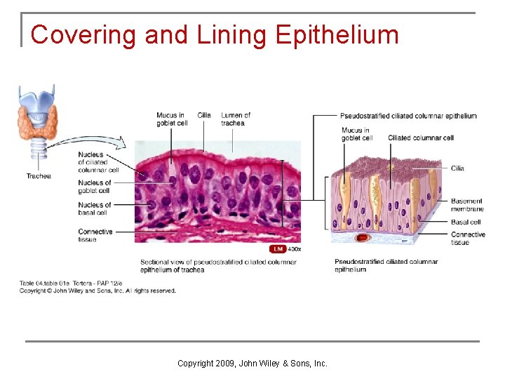 Covering and Lining Epithelium Copyright 2009, John Wiley & Sons, Inc. 