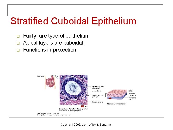 Stratified Cuboidal Epithelium q q q Fairly rare type of epithelium Apical layers are