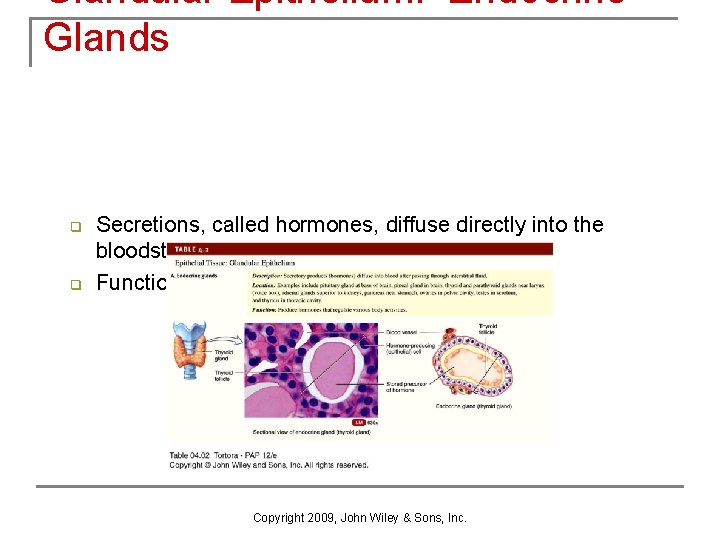 Glandular Epithelium: Endocrine Glands q q Secretions, called hormones, diffuse directly into the bloodstream