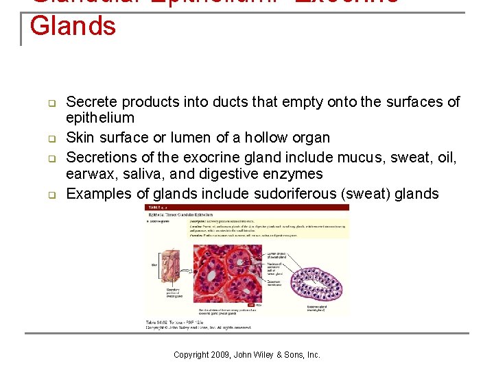 Glandular Epithelium: Exocrine Glands q q Secrete products into ducts that empty onto the