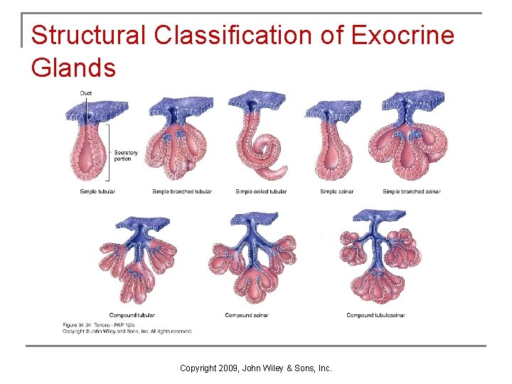 Structural Classification of Exocrine Glands Copyright 2009, John Wiley & Sons, Inc. 