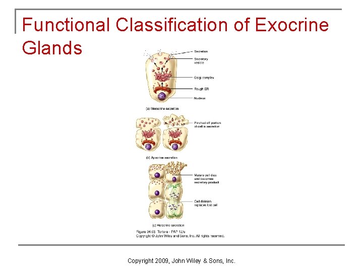 Functional Classification of Exocrine Glands Copyright 2009, John Wiley & Sons, Inc. 