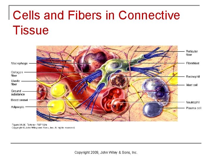 Cells and Fibers in Connective Tissue Copyright 2009, John Wiley & Sons, Inc. 