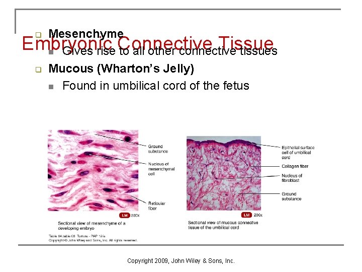 Mesenchyme Embryonic Connective Tissue n Gives rise to all other connective tissues q Mucous