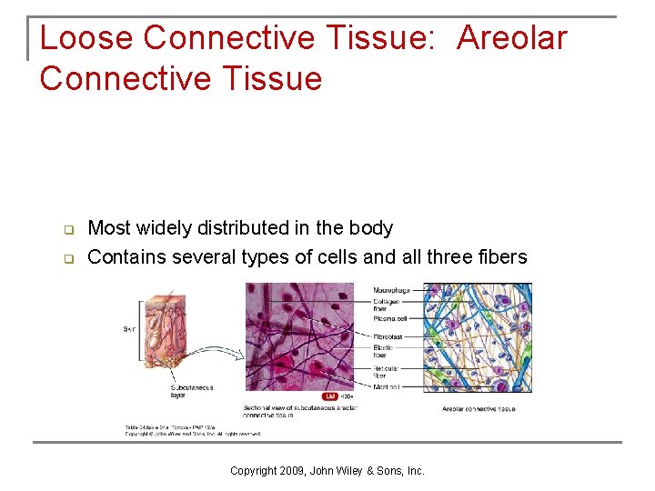 Loose Connective Tissue: Areolar Connective Tissue q q Most widely distributed in the body