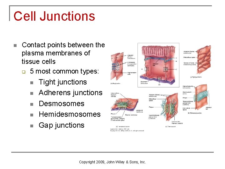 Cell Junctions n Contact points between the plasma membranes of tissue cells q 5