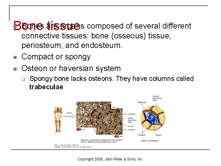 Bones are organs composed of several different Bone tissue n n n connective tissues: