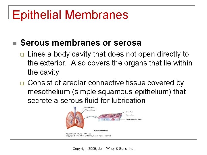 Epithelial Membranes n Serous membranes or serosa q q Lines a body cavity that