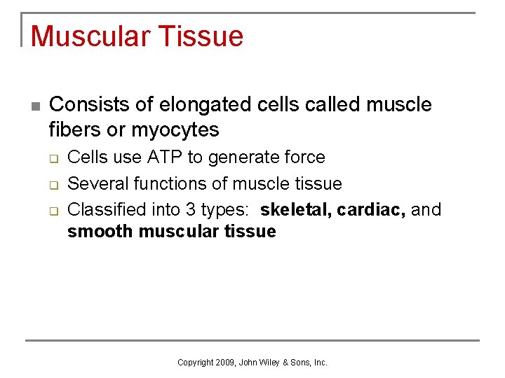 Muscular Tissue n Consists of elongated cells called muscle fibers or myocytes q q