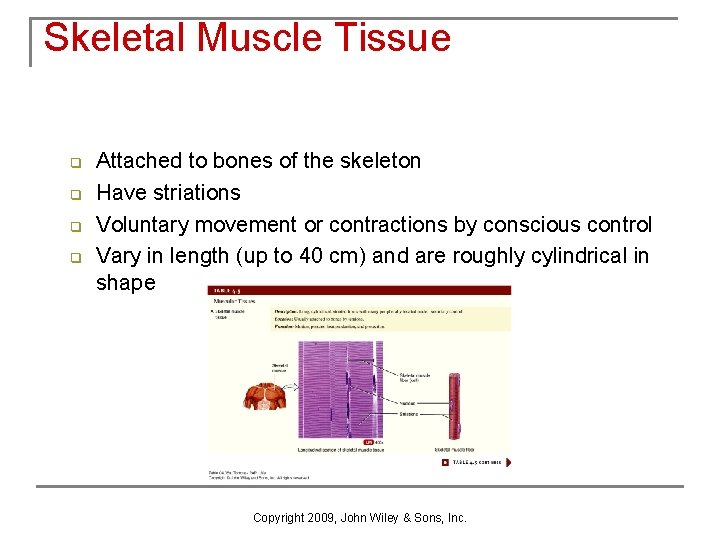 Skeletal Muscle Tissue q q Attached to bones of the skeleton Have striations Voluntary