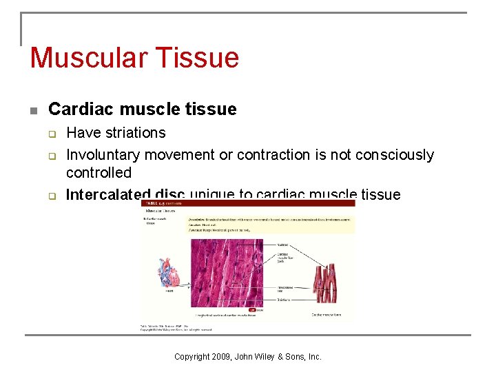 Muscular Tissue n Cardiac muscle tissue q q q Have striations Involuntary movement or