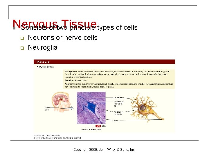 Nervous Tissue Consists of two principle types of cells n q q Neurons or