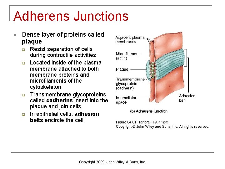 Adherens Junctions n Dense layer of proteins called plaque q q Resist separation of