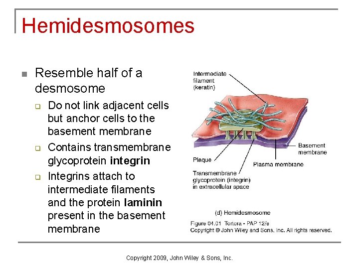 Hemidesmosomes n Resemble half of a desmosome q q q Do not link adjacent