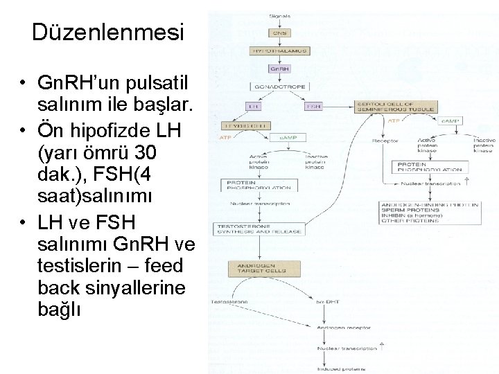 Düzenlenmesi • Gn. RH’un pulsatil salınım ile başlar. • Ön hipofizde LH (yarı ömrü