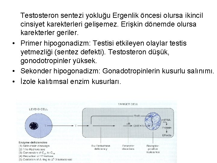Testosteron sentezi yokluğu Ergenlik öncesi olursa ikincil cinsiyet karekterleri gelişemez. Erişkin dönemde olursa karekterler Testosteron sentezi yokluğu Ergenlik öncesi olursa ikincil cinsiyet karekterleri gelişemez. Erişkin dönemde olursa karekterler