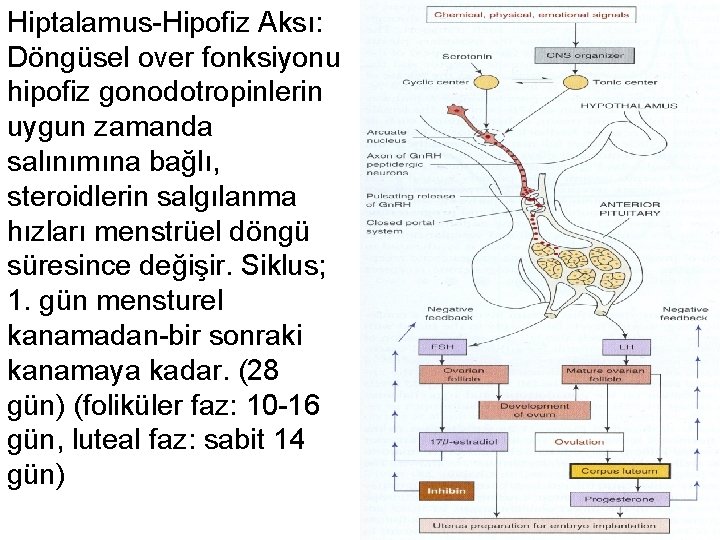 Hiptalamus-Hipofiz Aksı: Döngüsel over fonksiyonu hipofiz gonodotropinlerin uygun zamanda salınımına bağlı, steroidlerin salgılanma hızları