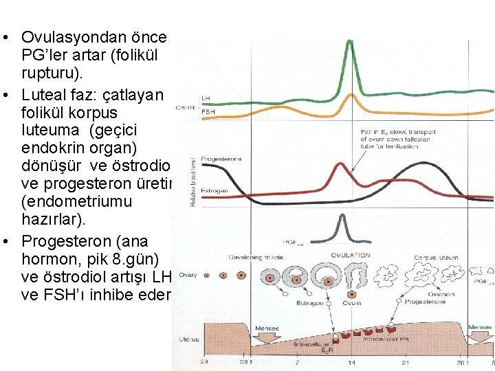  • Ovulasyondan önce PG’ler artar (folikül rupturu). • Luteal faz: çatlayan folikül korpus