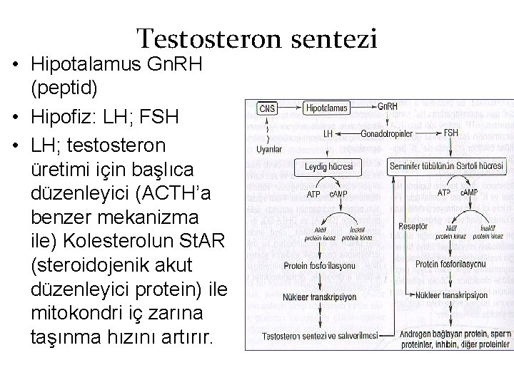 Testosteron sentezi • Hipotalamus Gn. RH (peptid) • Hipofiz: LH; FSH • LH; testosteron Testosteron sentezi • Hipotalamus Gn. RH (peptid) • Hipofiz: LH; FSH • LH; testosteron