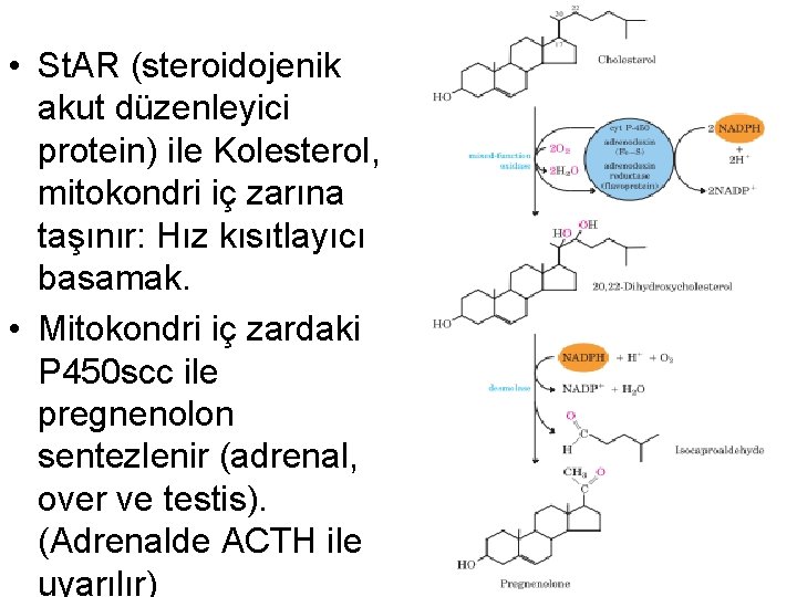  • St. AR (steroidojenik akut düzenleyici protein) ile Kolesterol, mitokondri iç zarına taşınır:
