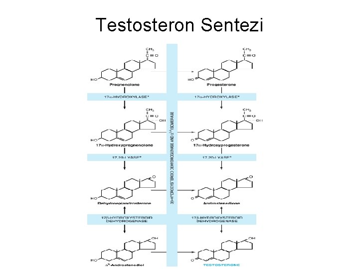 Testosteron Sentezi 