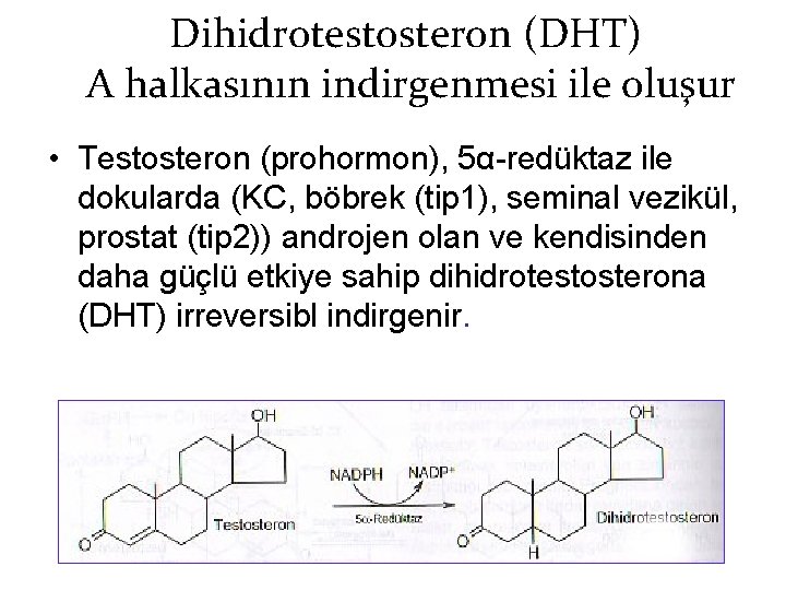 Dihidrotestosteron (DHT) A halkasının indirgenmesi ile oluşur • Testosteron (prohormon), 5α-redüktaz ile dokularda (KC,