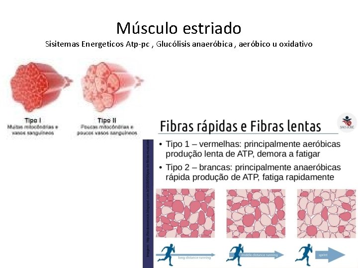 Músculo estriado Sisitemas Energeticos Atp-pc , Glucólisis anaeróbica , aeróbico u oxidativo 