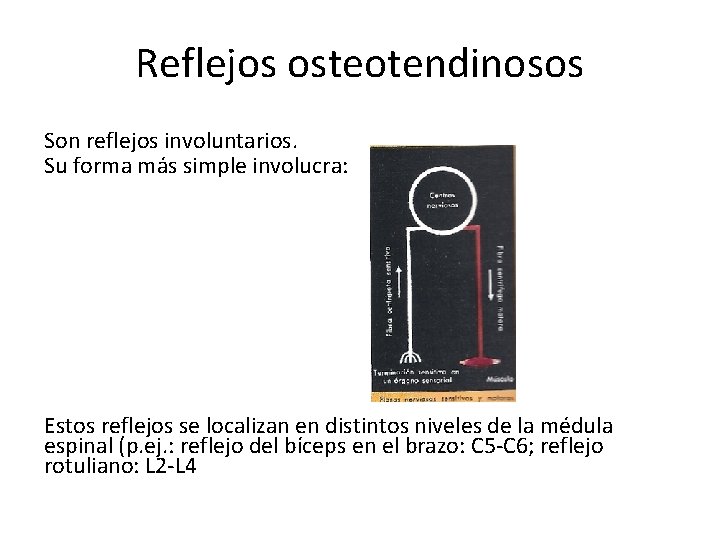 Reflejos osteotendinosos Son reflejos involuntarios. Su forma más simple involucra: Estos reflejos se localizan
