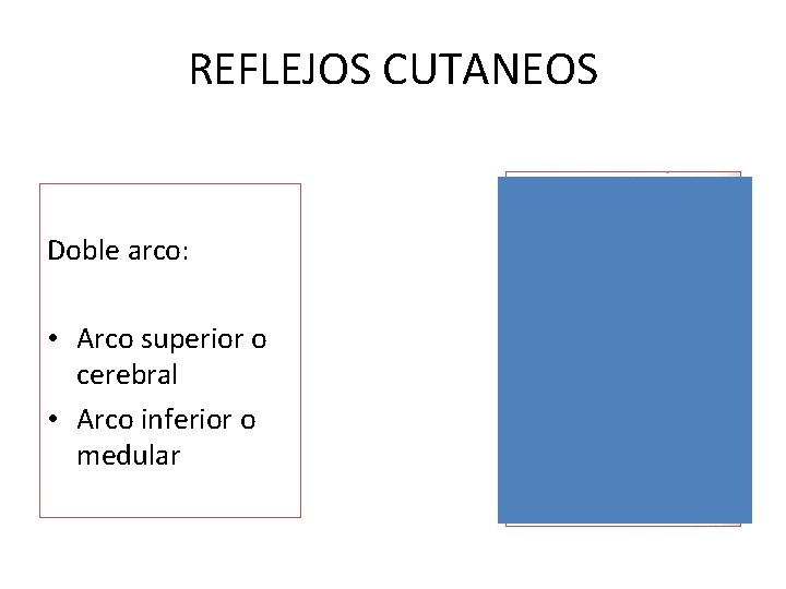 REFLEJOS CUTANEOS Doble arco: • Arco superior o cerebral • Arco inferior o medular