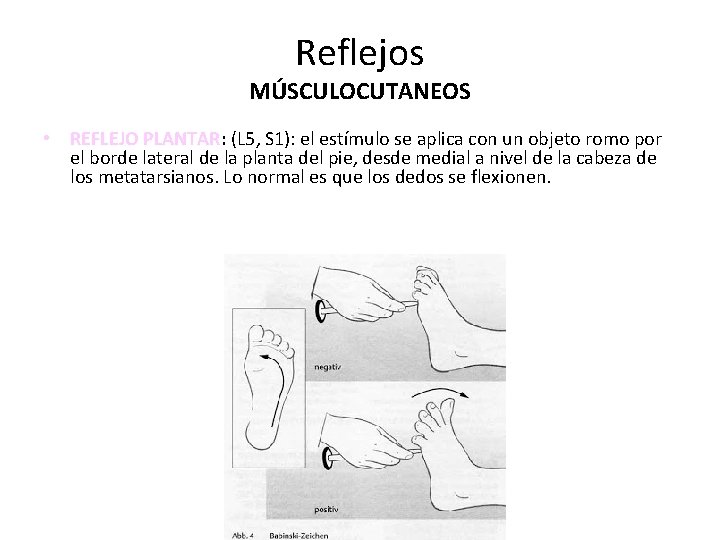 Reflejos MÚSCULOCUTANEOS • REFLEJO PLANTAR: (L 5, S 1): el estímulo se aplica con